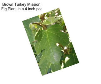 Brown Turkey Mission Fig Plant in a 4 inch pot