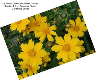 Lanceleaf Coreopsis Flower Garden Seeds - 1 Oz - Perennial Flower Gardening Seeds