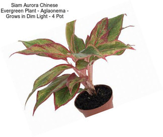 Siam Aurora Chinese Evergreen Plant - Aglaonema - Grows in Dim Light - 4\