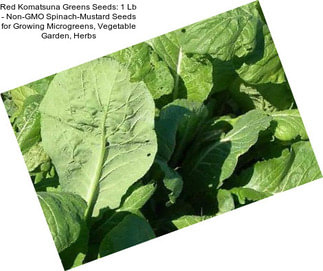 Red Komatsuna Greens Seeds: 1 Lb - Non-GMO Spinach-Mustard Seeds for Growing Microgreens, Vegetable Garden, Herbs