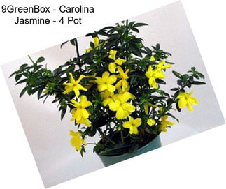 9GreenBox - Carolina Jasmine - 4\