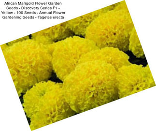 African Marigold Flower Garden Seeds - Discovery Series F1 - Yellow - 100 Seeds - Annual Flower Gardening Seeds - Tagetes erecta