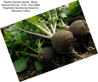 Radish Garden Seeds - Black Spanish Round - 4 Oz - Non-GMO Vegetable Gardening Seeds by Mountain Valley