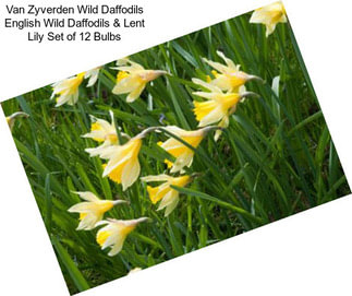 Van Zyverden Wild Daffodils English Wild Daffodils & Lent Lily Set of 12 Bulbs