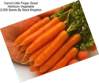 Carrot Little Finger Great Heirloom Vegetable 2,000 Seeds By Seed Kingdom