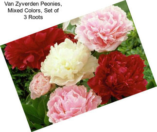 Van Zyverden Peonies, Mixed Colors, Set of 3 Roots