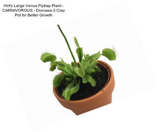 Hirt\'s Large Venus Flytrap Plant - CARNIVOROUS - Dionaea-3\