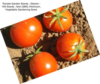 Tomato Garden Seeds - Glacier - 100 Seeds - Non-GMO, Heirloom, Vegetable Gardening Seed