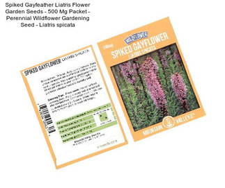 Spiked Gayfeather Liatris Flower Garden Seeds - 500 Mg Packet - Perennial Wildflower Gardening Seed - Liatris spicata