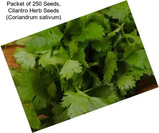 Packet of 250 Seeds, Cilantro Herb Seeds (Coriandrum sativum)