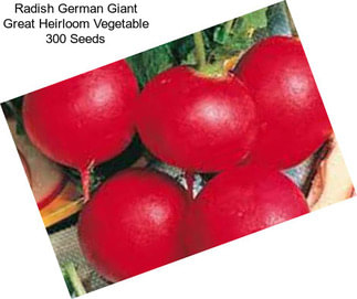 Radish German Giant Great Heirloom Vegetable 300 Seeds