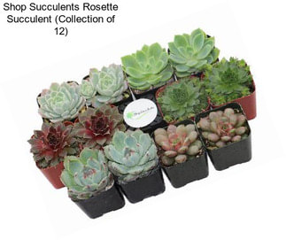 Shop Succulents Rosette Succulent (Collection of 12)