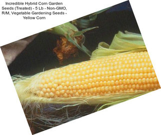 Incredible Hybrid Corn Garden Seeds (Treated) - 5 Lb - Non-GMO, R/M, Vegetable Gardening Seeds - Yellow Corn