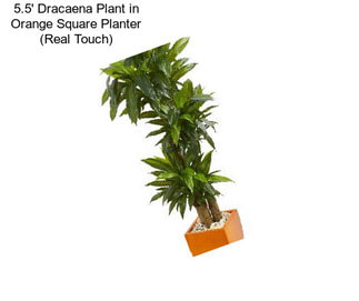 5.5\' Dracaena Plant in Orange Square Planter (Real Touch)