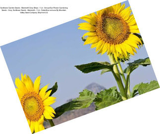 Sunflower Garden Seeds - Mammoth Grey Stripe - 1 Lb - Annual Sun Flower Gardening Seeds - Gray, Sunflower Seeds - Mammoth - 1 Lb - Helianthus annuus By Mountain Valley Seed Company Ship from US