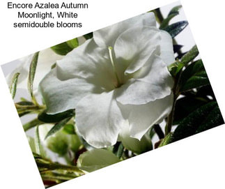 Encore Azalea Autumn Moonlight, White semidouble blooms