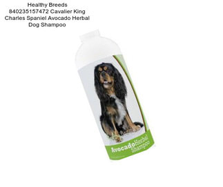 Healthy Breeds 840235157472 Cavalier King Charles Spaniel Avocado Herbal Dog Shampoo