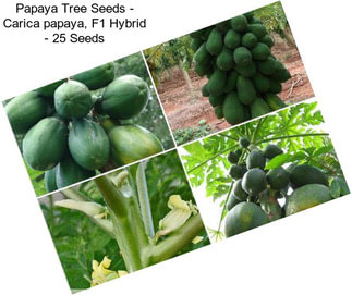 Papaya Tree Seeds - Carica papaya, F1 Hybrid - 25 Seeds