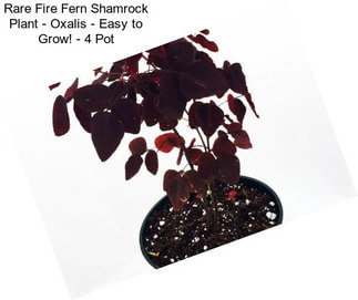 Rare Fire Fern Shamrock Plant - Oxalis - Easy to Grow! - 4\