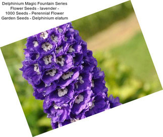 Delphinium Magic Fountain Series Flower Seeds - lavender - 1000 Seeds - Perennial Flower Garden Seeds - Delphinium elatum