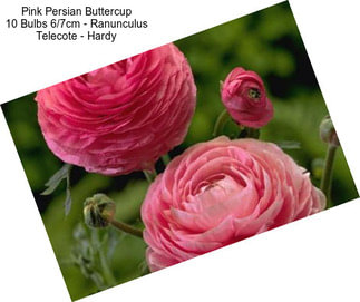 Pink Persian Buttercup 10 Bulbs 6/7cm - Ranunculus Telecote - Hardy