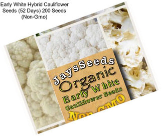 Early White Hybrid Cauliflower Seeds (52 Days) 200 Seeds (Non-Gmo)