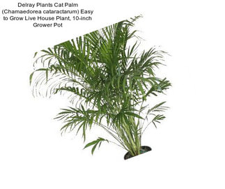 Delray Plants Cat Palm (Chamaedorea cataractarum) Easy to Grow Live House Plant, 10-inch Grower Pot