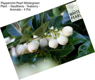 Peppermint Pearl Wintergreen Plant  - Gaultheria - Teaberry - Aromatic - 4\