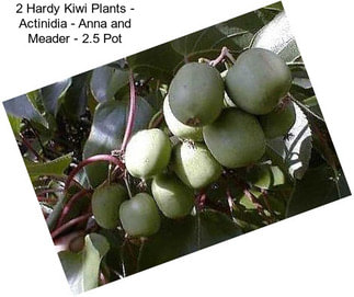 2 Hardy Kiwi Plants - Actinidia - Anna and Meader - 2.5\