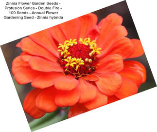 Zinnia Flower Garden Seeds - Profusion Series - Double Fire - 100 Seeds - Annual Flower Gardening Seed - Zinnia hybrida