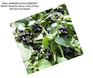 -Bulk- GARDEN HUCKLEBERRY BUSH \'Great for Gems, Jelly & Pies\' 350+Annual Seeds