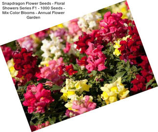 Snapdragon Flower Seeds - Floral Showers Series F1 - 1000 Seeds - Mix Color Blooms - Annual Flower Garden