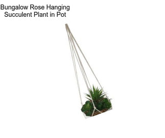 Bungalow Rose Hanging Succulent Plant in Pot