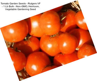 Tomato Garden Seeds - Rutgers VF - 1 Lb Bulk - Non-GMO, Heirloom, Vegetable Gardening Seed