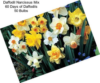 Daffodil Narcissus Mix 60 Days of Daffodils 50 Bulbs