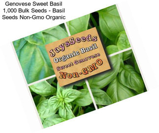 Genovese Sweet Basil 1,000 Bulk Seeds - Basil Seeds Non-Gmo Organic