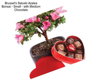 Brussel\'s Satuski Azalea Bonsai - Small - with Medium Chocolate