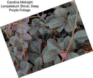 Carolina Midnight Loropetalum Shrub, Deep Purple Foliage