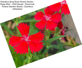 Dianthus Zing Rose Flower Seeds - Deep Red - 1000 Seeds - Perennial Flower Garden Seeds - Dianthus deltoidess