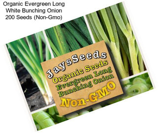 Organic Evergreen Long White Bunching Onion 200 Seeds (Non-Gmo)