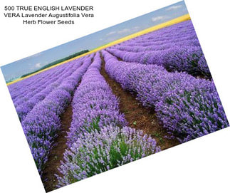 500 TRUE ENGLISH LAVENDER VERA Lavender Augustifolia Vera Herb Flower Seeds