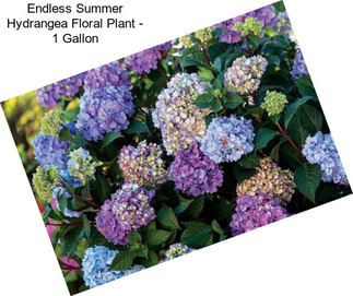 Endless Summer Hydrangea Floral Plant - 1 Gallon