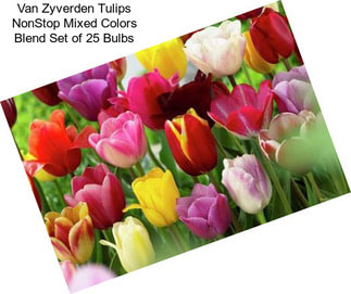 Van Zyverden Tulips NonStop Mixed Colors Blend Set of 25 Bulbs