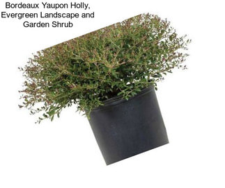 Bordeaux Yaupon Holly, Evergreen Landscape and Garden Shrub