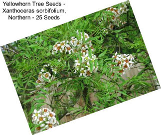 Yellowhorn Tree Seeds - Xanthoceras sorbifolium, Northern - 25 Seeds