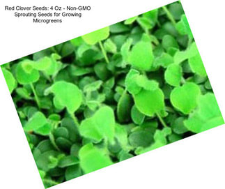 Red Clover Seeds: 4 Oz - Non-GMO Sprouting Seeds for Growing Microgreens