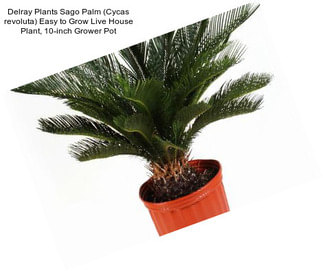 Delray Plants Sago Palm (Cycas revoluta) Easy to Grow Live House Plant, 10-inch Grower Pot