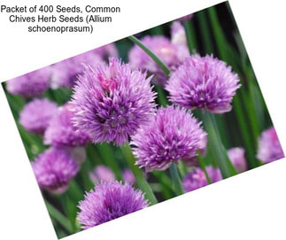 Packet of 400 Seeds, Common Chives Herb Seeds (Allium schoenoprasum)