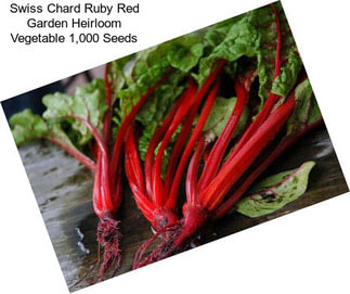 Swiss Chard Ruby Red Garden Heirloom Vegetable 1,000 Seeds