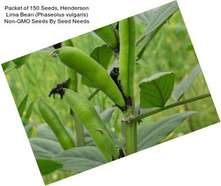 Packet of 150 Seeds, Henderson Lima Bean (Phaseolus vulgaris) Non-GMO Seeds By Seed Needs